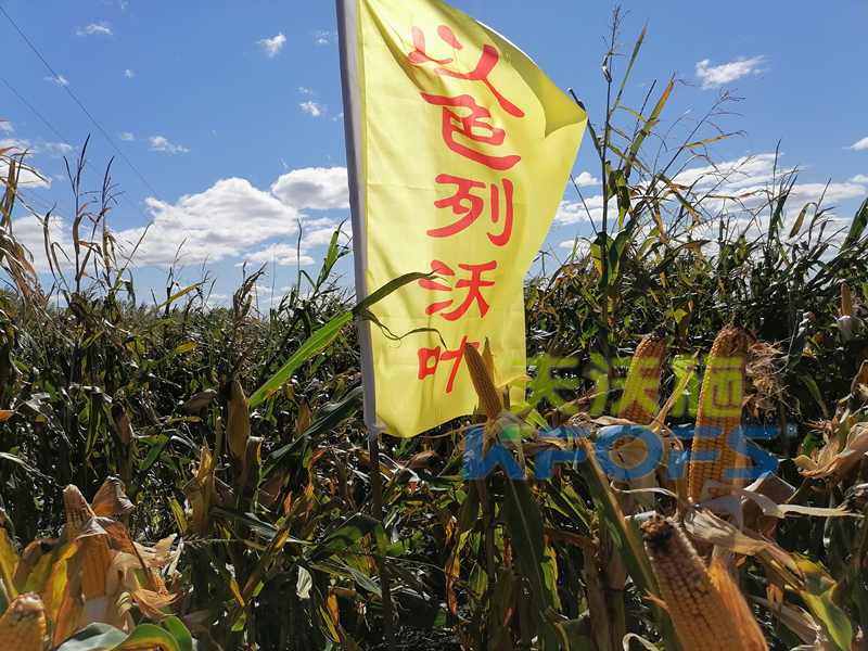 玉米打什么葉面肥增產(chǎn)？解你所惑！