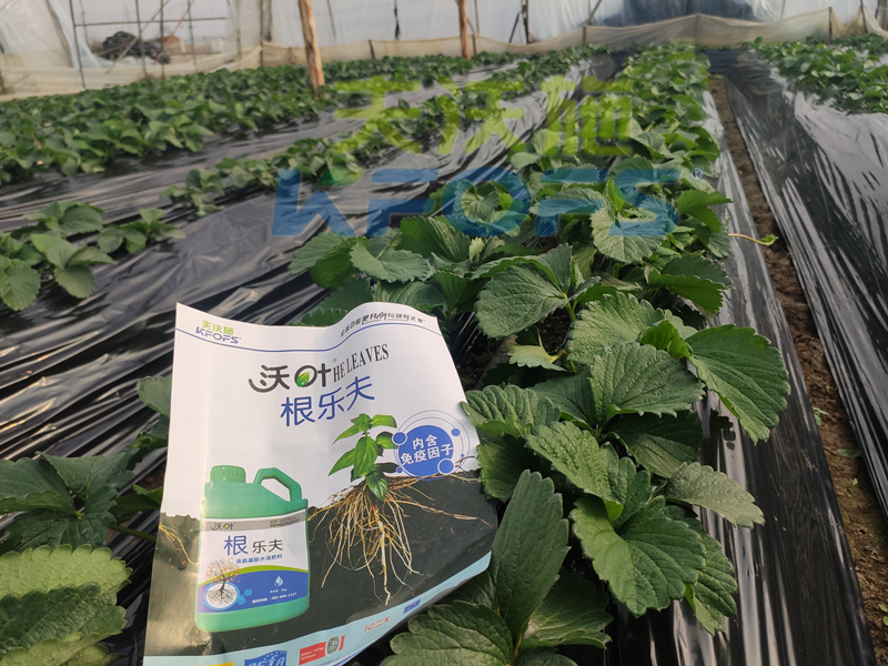 草莓結(jié)果的時(shí)候要施什么肥？別再用錯(cuò)了！