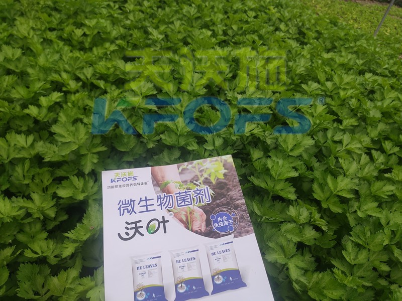 芹菜用什么肥料長(zhǎng)的快？菜農(nóng)推薦這款！