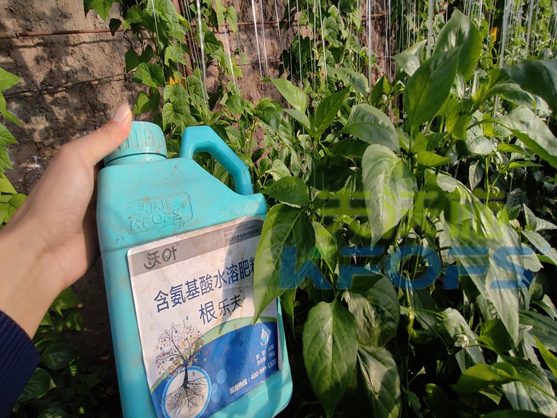 生根水溶肥哪種的好？