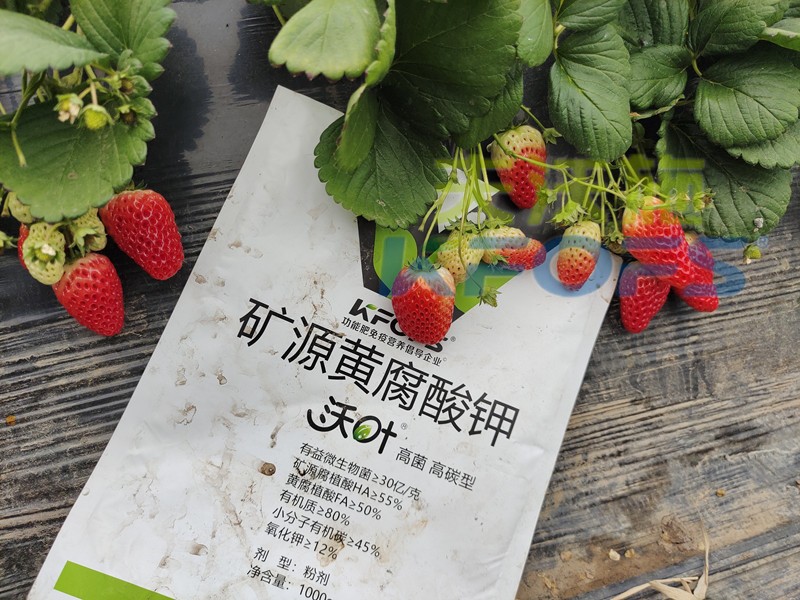 水溶肥廠家，為什么種植戶都信賴夫沃施？