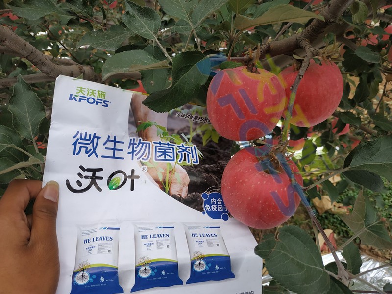 微生物菌劑，作物豐收的關(guān)鍵所在！