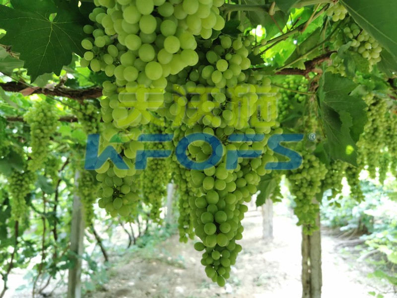 磷酸二氫鉀什么牌子是正宗的？