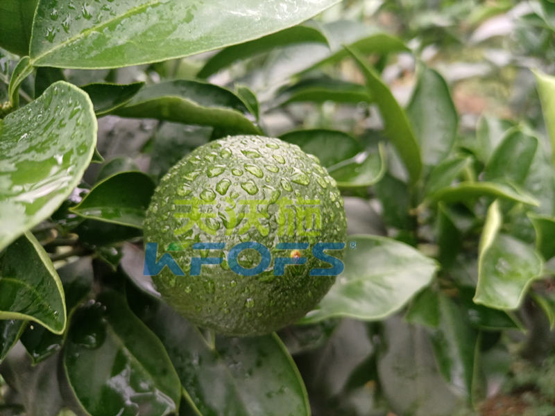 氨基酸葉面肥，你還不知道這個(gè)牌子嗎？