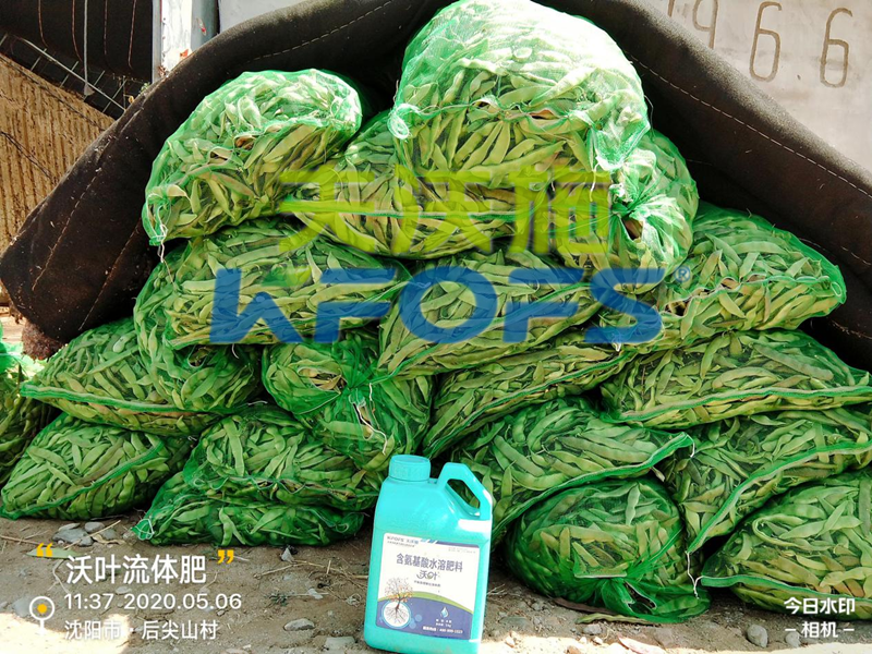 豆角用什么肥料產(chǎn)量高，有必要一看！