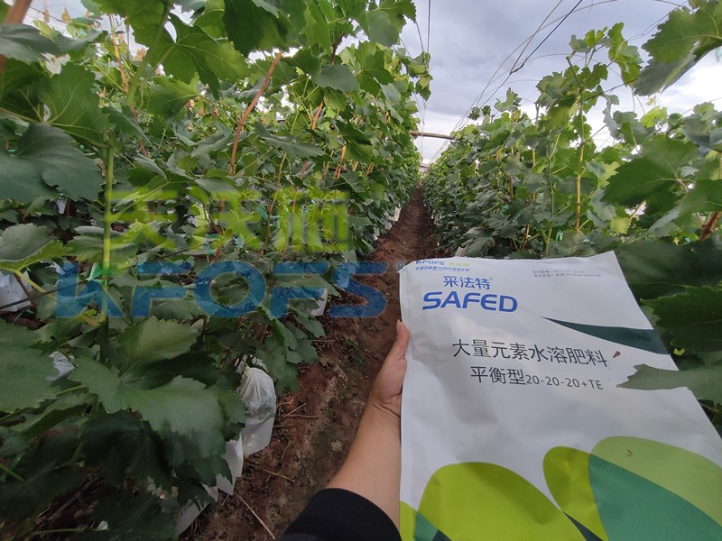 如何選擇靠譜的水溶肥廠家？很重要！