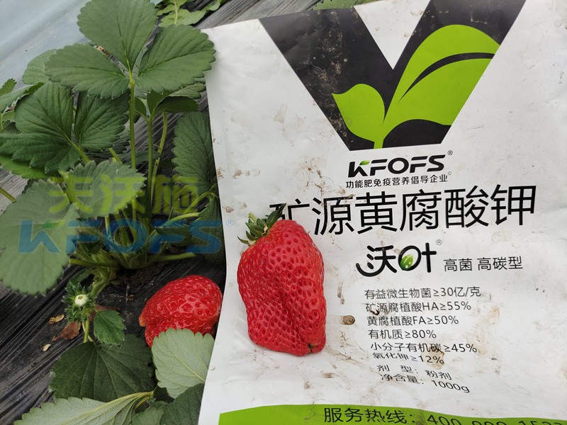 礦源黃腐酸鉀應(yīng)該怎么用？對于什么土地有效？