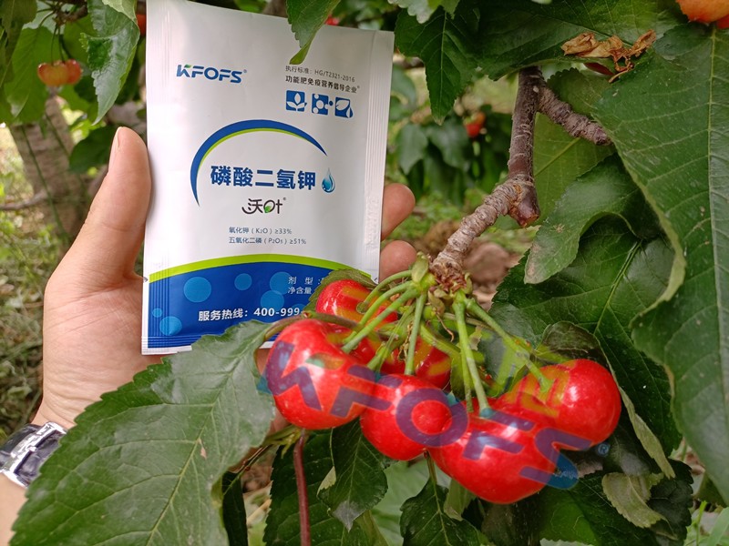 磷酸二氫鉀的正規(guī)廠家哪個(gè)好？這些方面要記牢！