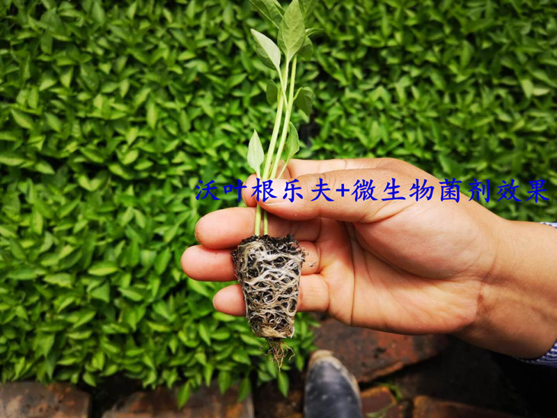 生根劑的正確的使用方法，看這篇就夠了！