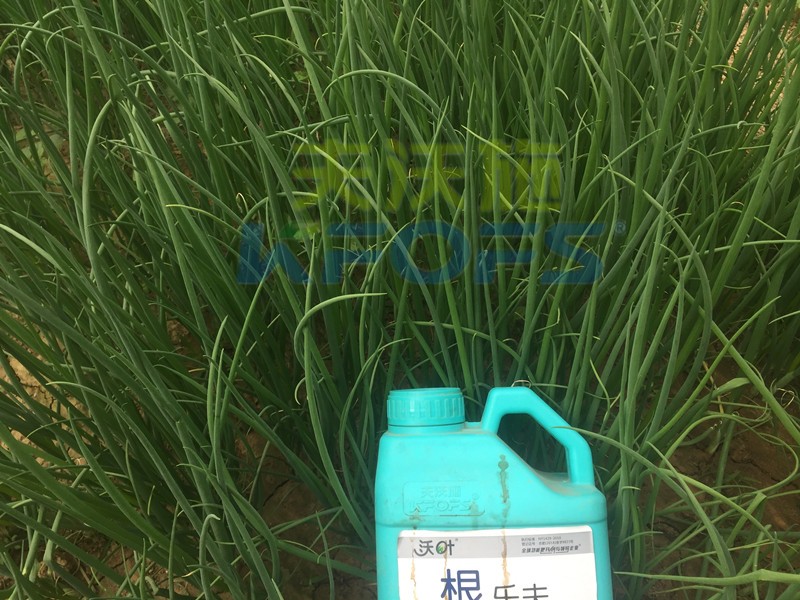 大蔥用什么水溶肥長(zhǎng)得高？