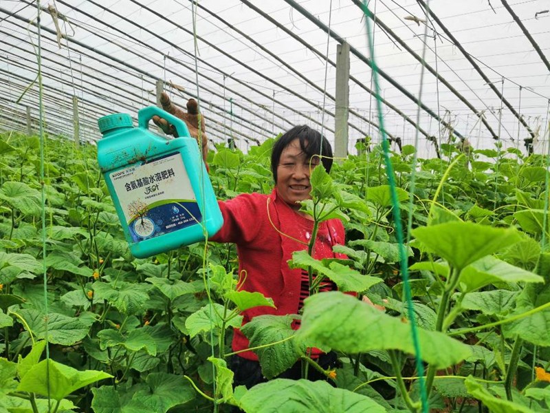 蔬菜沖施肥怕凍嗎？