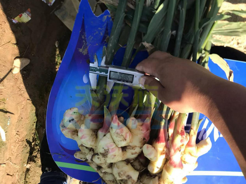 生根劑有毒有害嗎？哪個牌子好？
