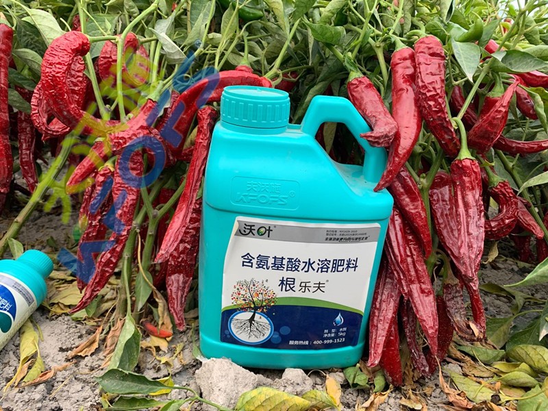 辣椒施肥選沃葉，增產(chǎn)提質(zhì)賣價(jià)高！