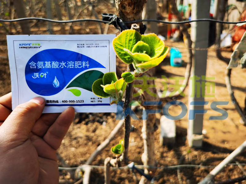 獼猴桃冬季施什么肥料,抵抗性強？