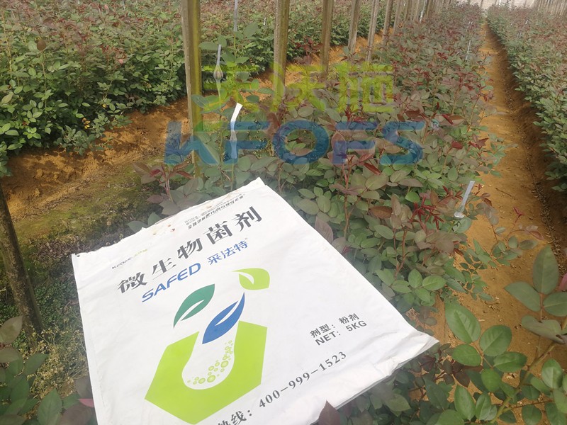 玫瑰水溶肥哪家好？問(wèn)問(wèn)基地老板就知道