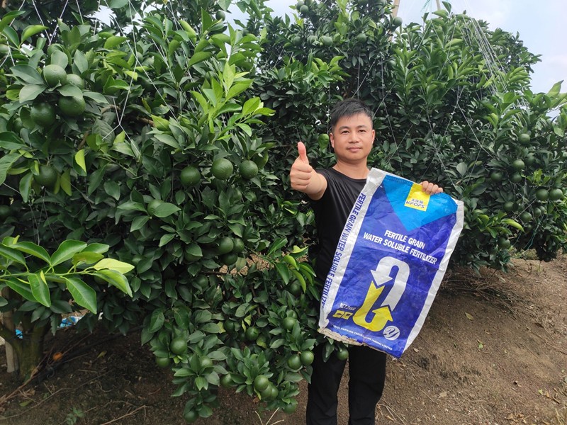 臍橙果期怎樣用顆粒水溶肥效果好？