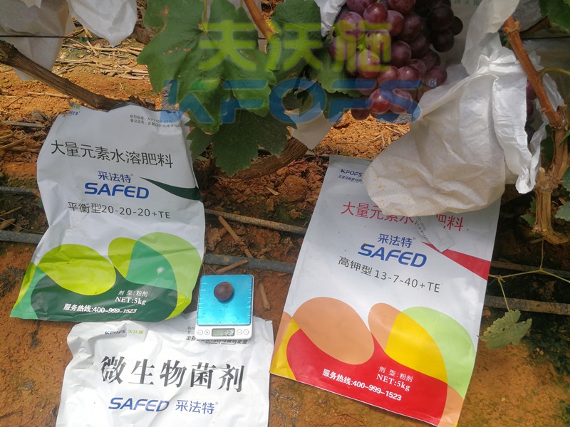 水溶肥這樣用，葡萄提前上市產(chǎn)量高！