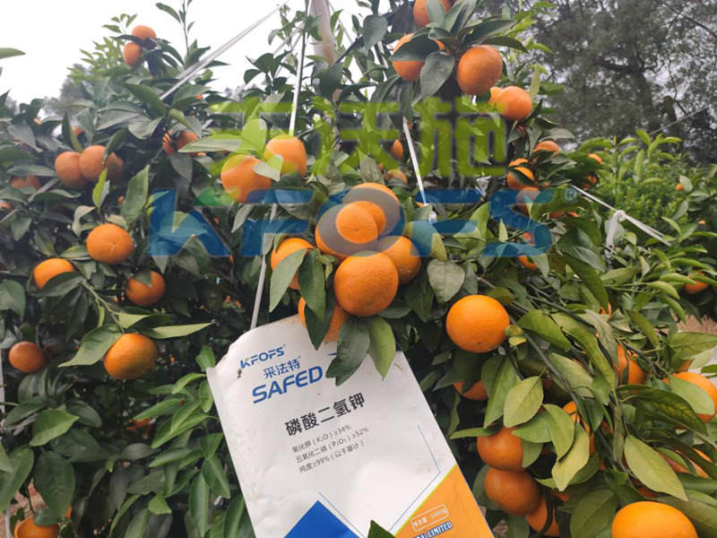 冷凍來襲，水溶肥在柑橘上的防凍措施，不看虧大了！