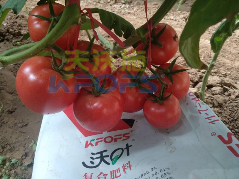 蔬菜使用水溶肥能提前上市？用對(duì)肥很重要