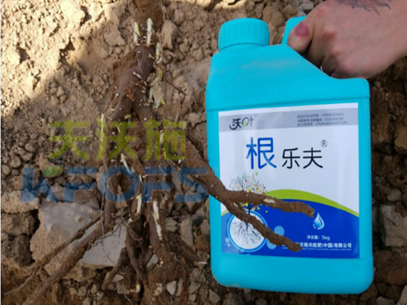 水溶肥越來越難做，他竟然能如此輕松？讓我們一探究竟！