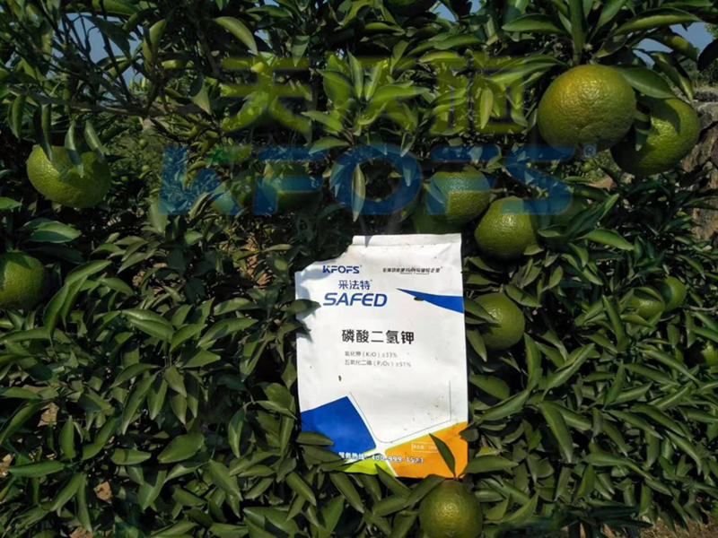 采法特水溶肥教你，冬季如何防治果樹凍害