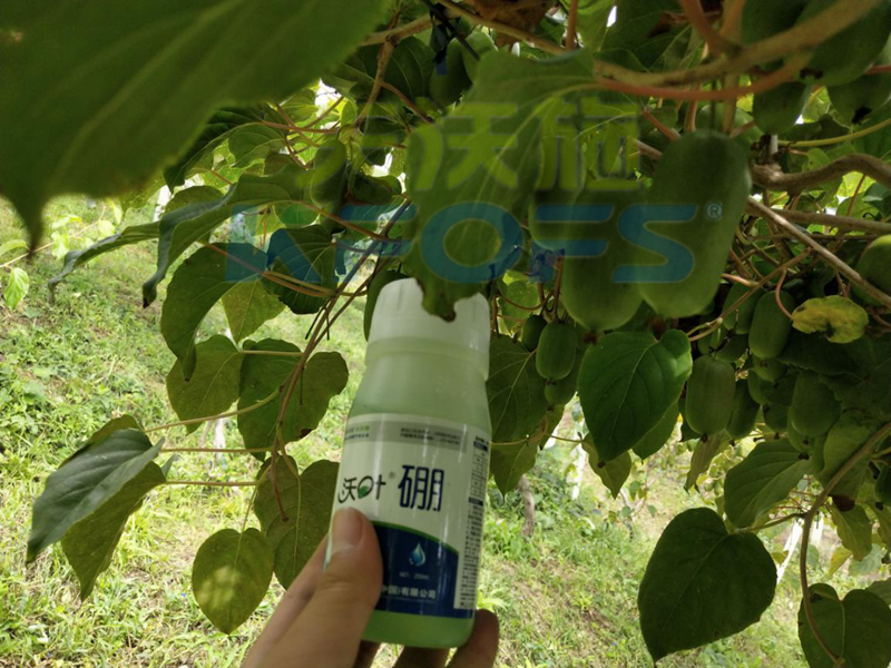 給農(nóng)作物施用硼肥需要注意什么？
