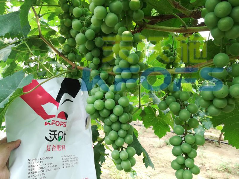 水溶肥哪個(gè)品牌好？來看看種植戶怎么說！
