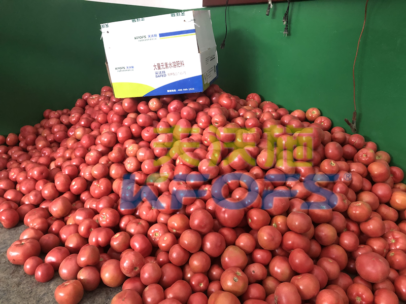 大量元素水溶肥用對(duì)了，不愁西紅柿品質(zhì)！