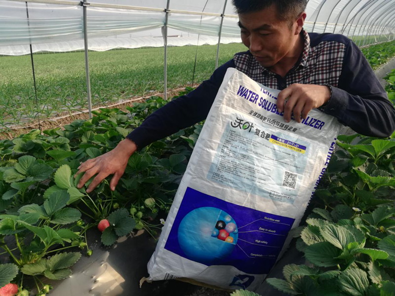 草莓用什么肥料好？沃葉水溶肥怎么樣？