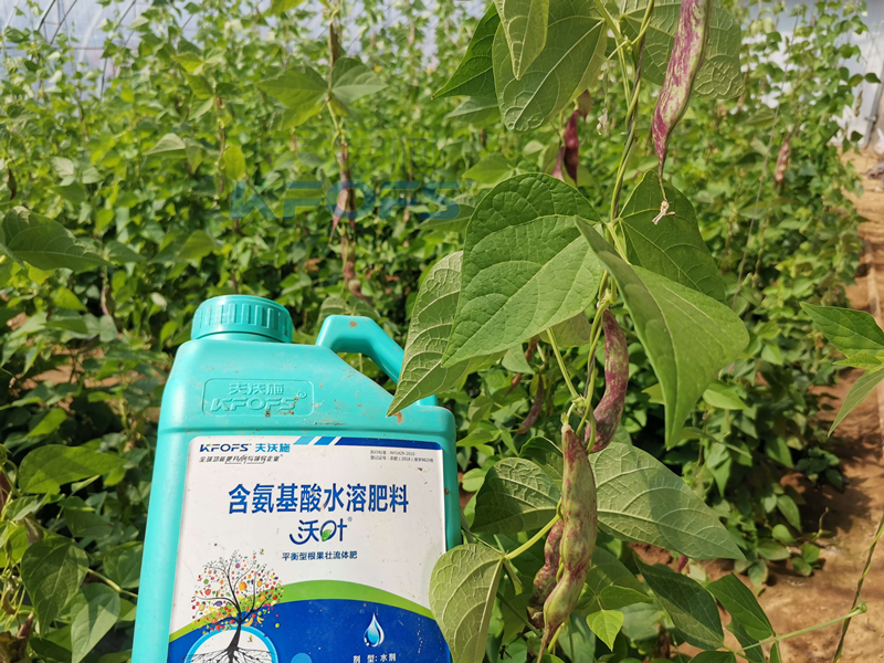 豆角追肥用什么肥料好？楊總很有發(fā)言權(quán)！