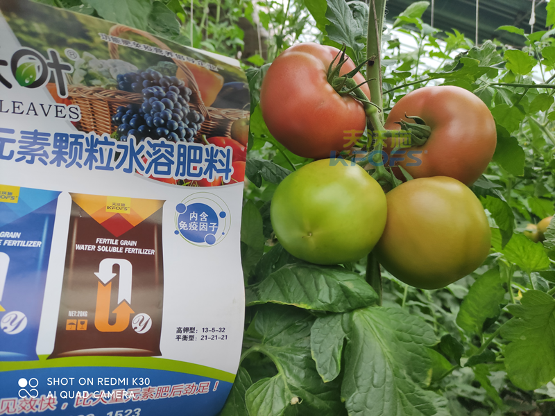 西紅柿果實(shí)膨大快用什么肥料？且聽(tīng)種植者怎么說(shuō)！