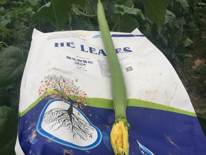 微生物菌劑哪家好？對(duì)比后的結(jié)果