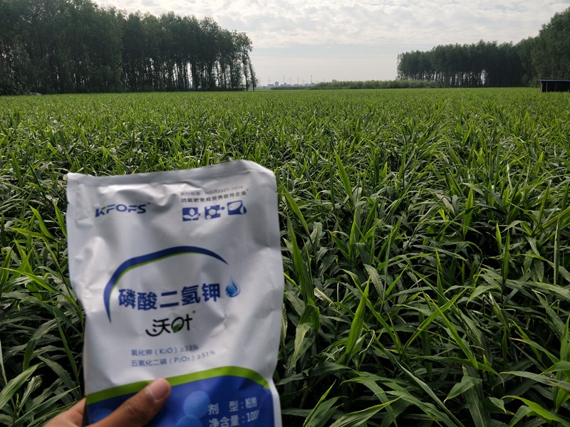 沃葉水溶肥價(jià)格是多少，真假如何鑒別？