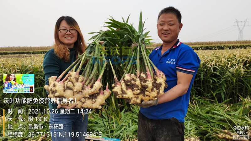 種大姜用什么肥料好？姜農(nóng)區(qū)都愛用沃葉！