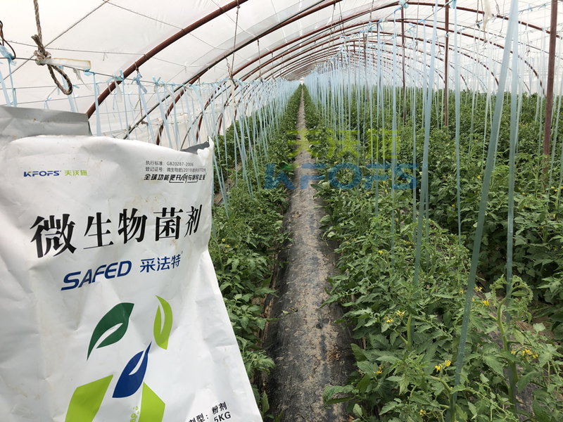 蔬菜施什么肥長(zhǎng)得又快又好？張老板說(shuō)采法特！