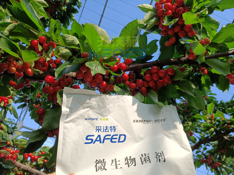 櫻桃采摘后施什么肥料好？王總案例！