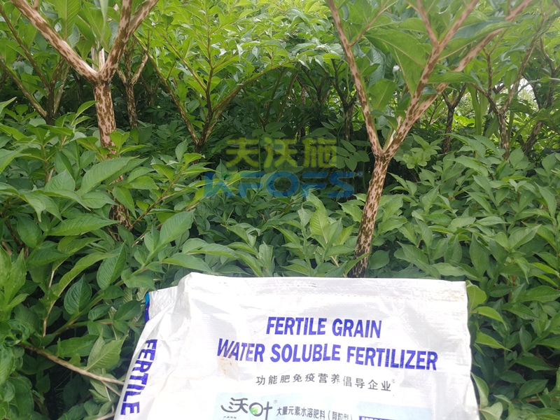 顆粒水溶肥，為何杜總只認可這款！