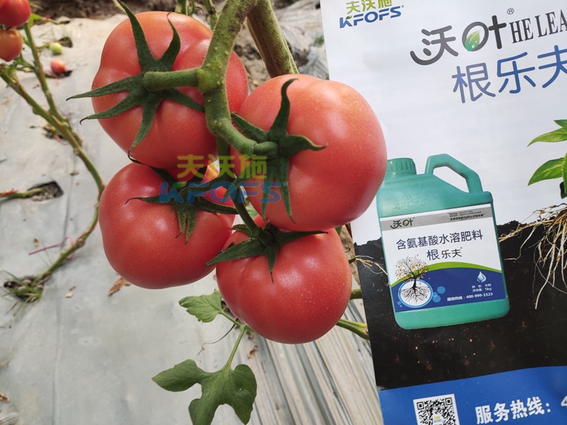 夫沃施水溶肥怎么樣？馮總告訴你答案