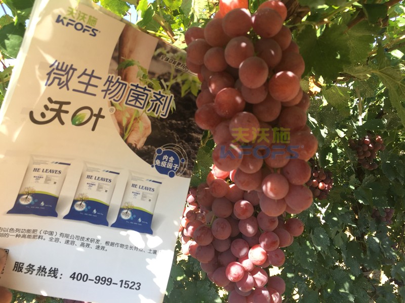 葡萄萌芽期施肥技術(shù)，很有必要一看！