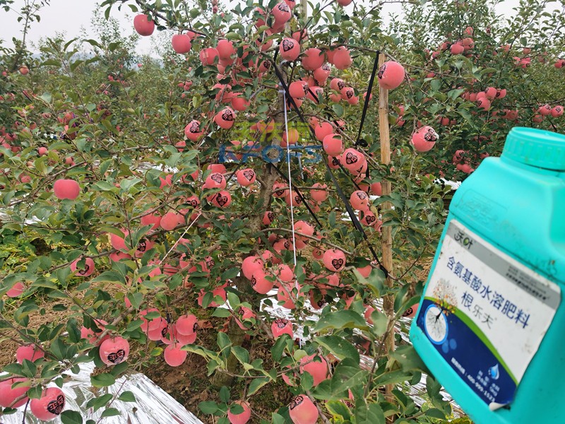 果樹什么時(shí)候施肥最好-沃葉根樂夫生根劑.jpg
