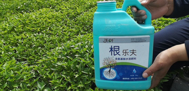 辣椒如何做好肥水管理？