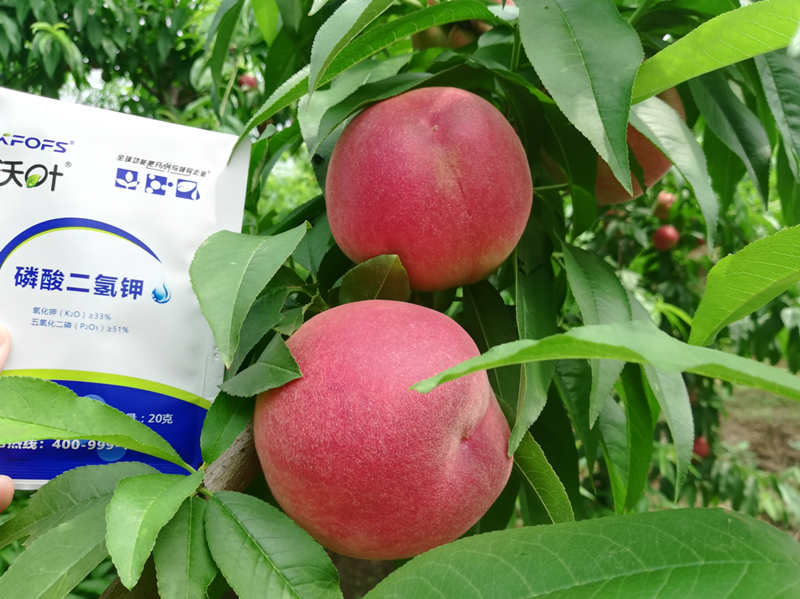 桃樹施什么肥料好？李大哥對比案例！