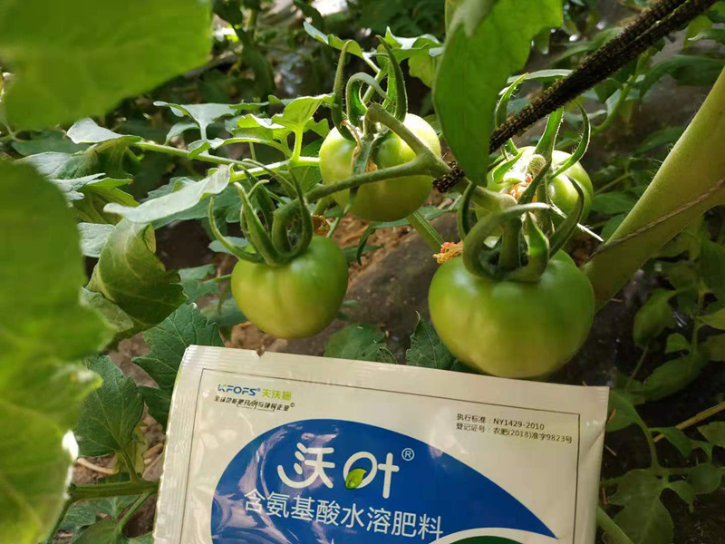西紅柿使用什么水溶肥效果好？