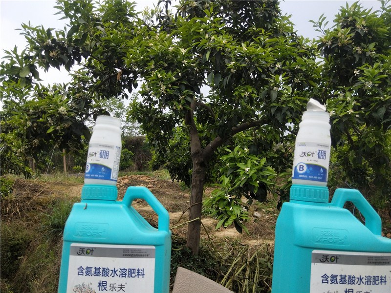 水溶肥-柑橘使用沃葉根樂(lè)夫+硼肥效果.jpg
