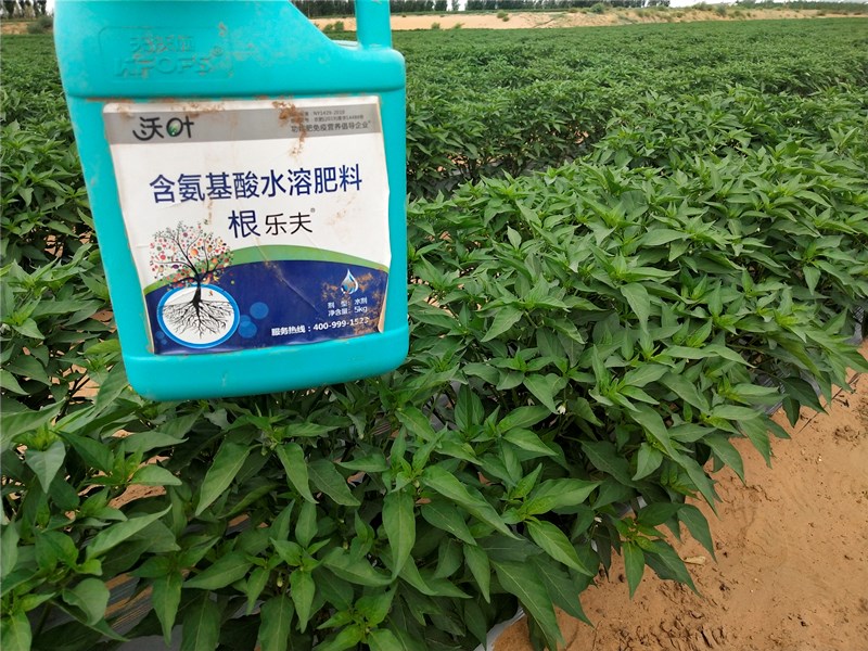 生根劑-辣椒用沃葉根樂(lè)夫生根劑效果.jpg