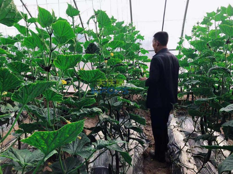 黃腐酸鉀怎么用？王老師為您解答