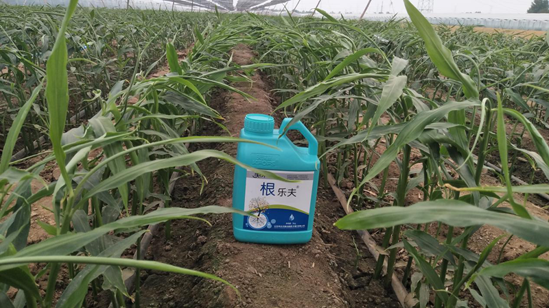 種植蔬菜用什么肥料？