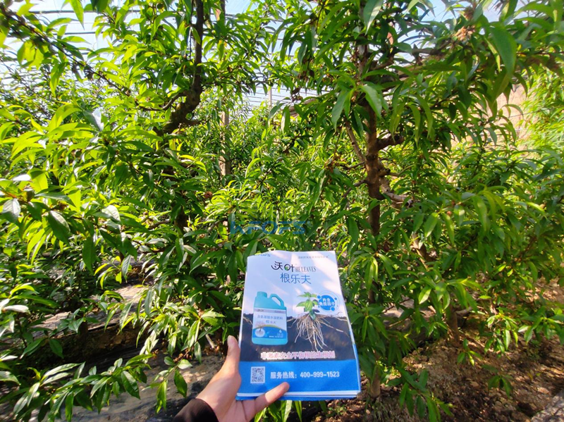 水溶肥怎么選？張總來給你支招