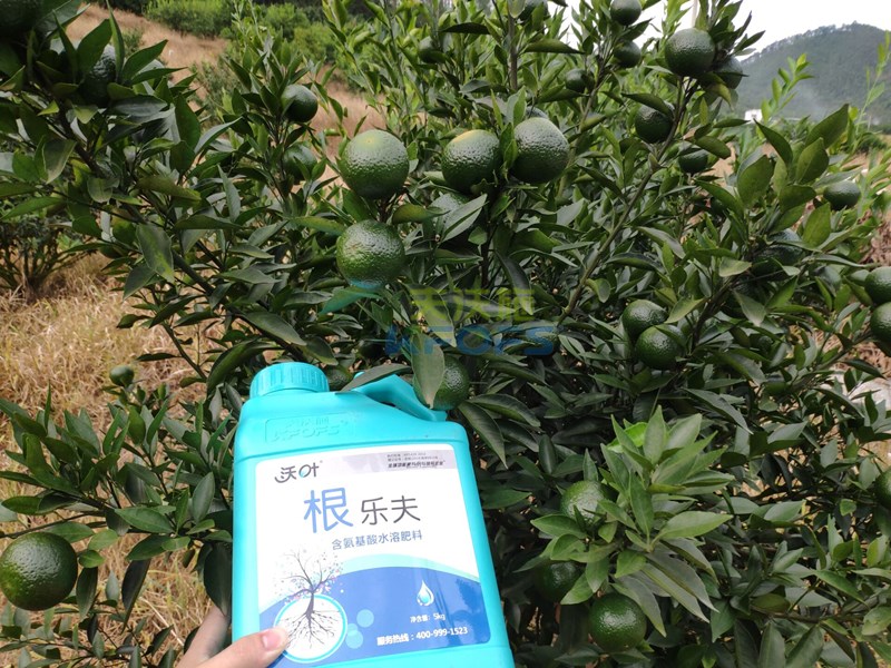 生根肥什么時(shí)候施好，正確的用肥方法來(lái)了！