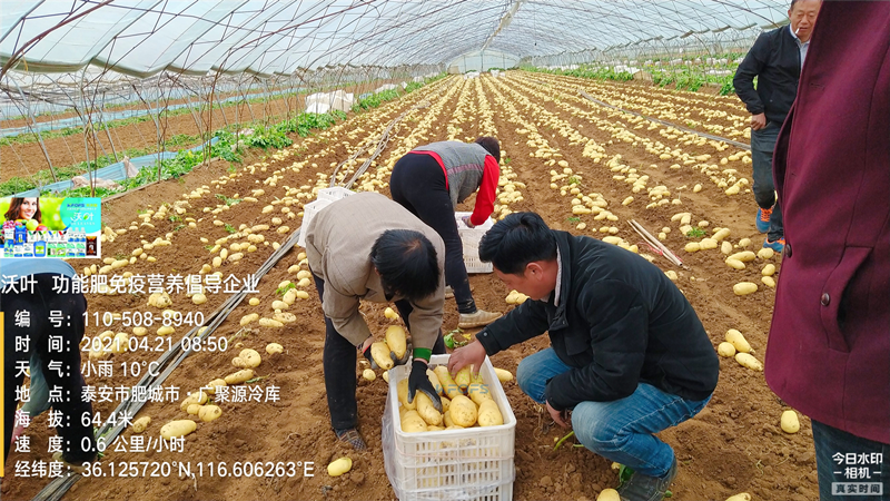 礦源黃腐酸鉀，改良土壤的好幫手